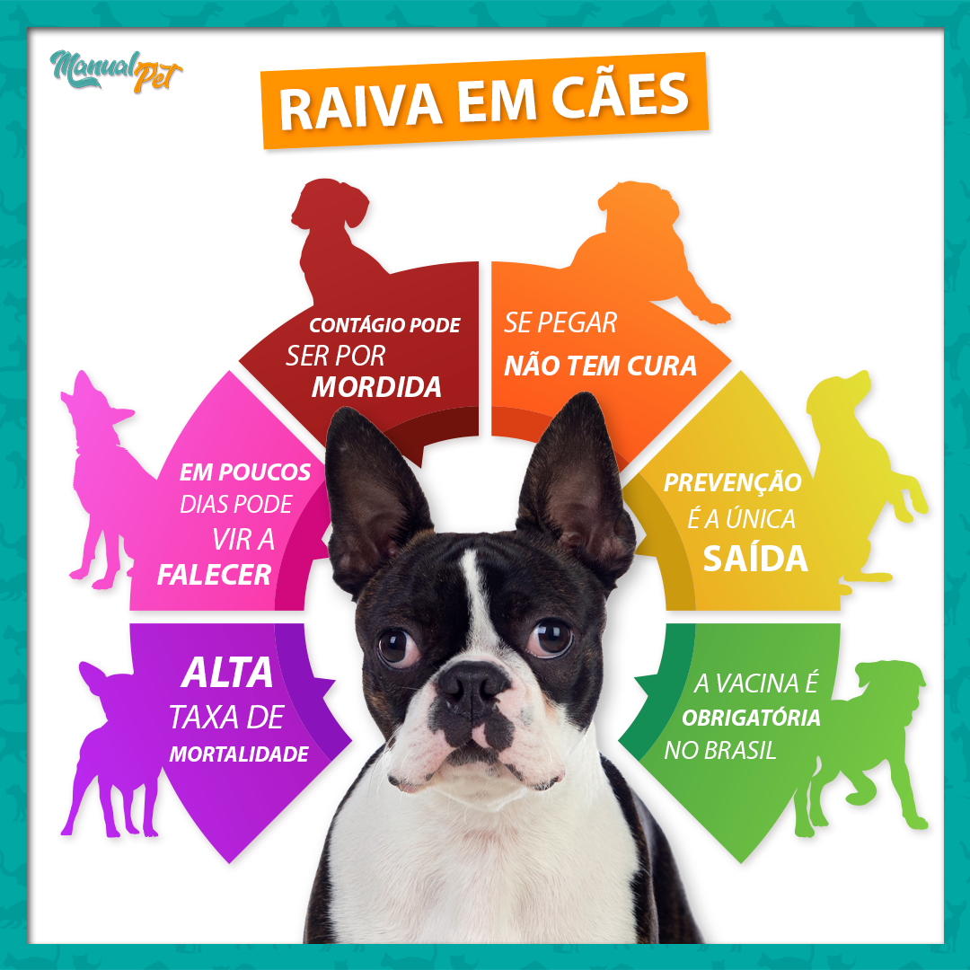 INFOGRAFICO RAIVA EM CAES | Manual Pet