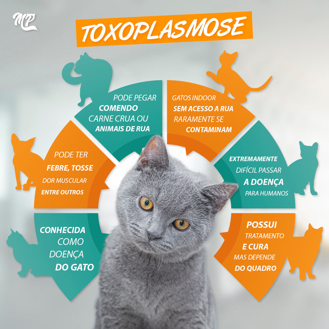 INFOGRAFICO TOXOPLASMOSE 1802 FEED | Manual Pet