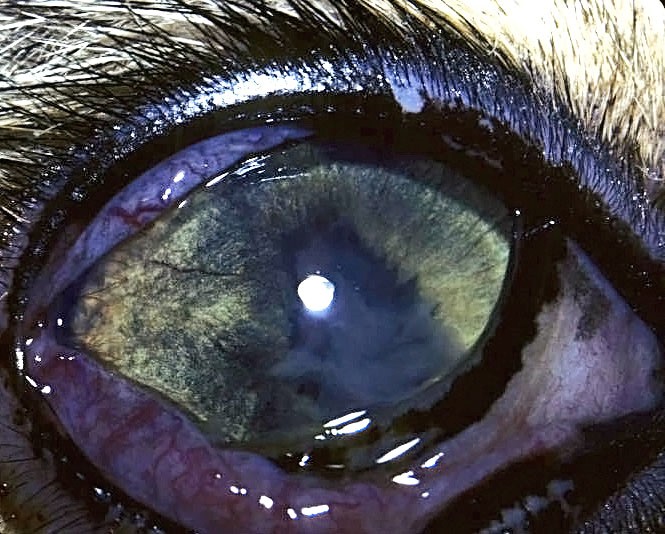 olhos doentes | Manual Pet